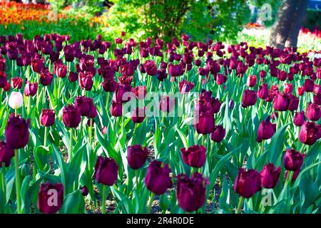 Insoliti tulipani viola scuro stanno crescendo in un aiuole fiorito nel parco. Tulipani in fiore in primavera. Varietà rara. Architettura paesaggistica. Foto Stock