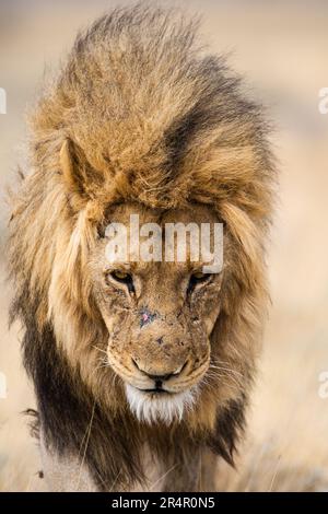 Un ritratto di un leone africano maschio (Pantera leo) scattato nel Parco Nazionale di Etosha, in Namibia. Fotografia scattata il 10/28/2018. Foto Stock