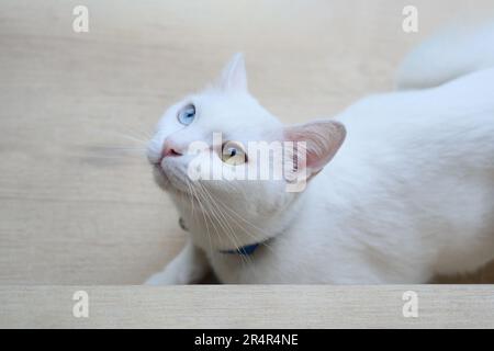 Vicino a Khao Manee Cat hanno 2 colori diamante sugli occhi. Foto Stock