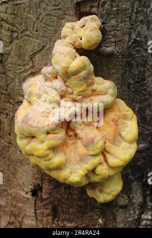 Fungo di pollo-of-the-Woods su un albero di cenere verde morto ucciso dal boritore di cenere smeraldo a Camp Ground Road Woods a Des Plaines Foto Stock