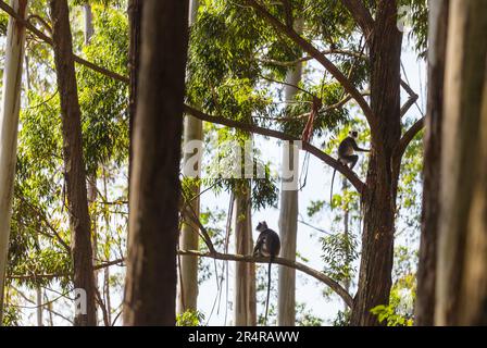 Scimmie che camminano sui fili in Sri Lanka Foto Stock