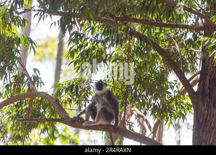 Scimmie che camminano sui fili in Sri Lanka Foto Stock