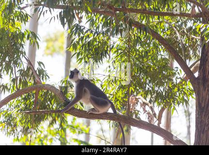 Scimmie che camminano sui fili in Sri Lanka Foto Stock