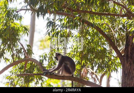 Scimmie che camminano sui fili in Sri Lanka Foto Stock