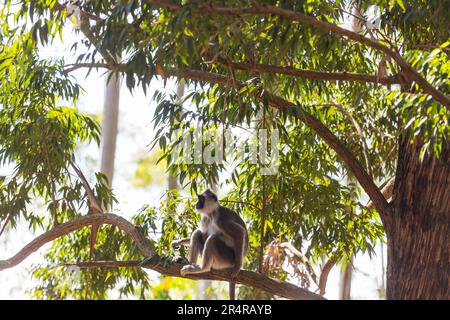 Scimmie che camminano sui fili in Sri Lanka Foto Stock