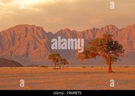 Namib deserto paesaggio al tramonto con aspre montagne e alberi di spina, Namibia Foto Stock