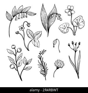 Set di elementi botanici in bianco e nero. Disegno di contorno illustrazione di piante di foresta selvatiche, fiori e bacche. Disegno stilizzato a inchiostro Illustrazione Vettoriale