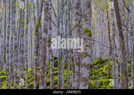 Tronchi di alberi bianchi di Acacia dealbata nella foresta pluviale nella grotta di Junee a Maydena, Tasmania, Australia Foto Stock