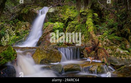 Cascate di Crater Falls e cascate al Cradle Mountain Lake St Clair National Park, Tasmania, Australia Foto Stock