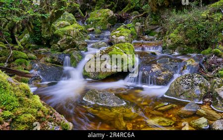 Cascate di Crater Falls e cascate al Cradle Mountain Lake St Clair National Park, Tasmania, Australia Foto Stock