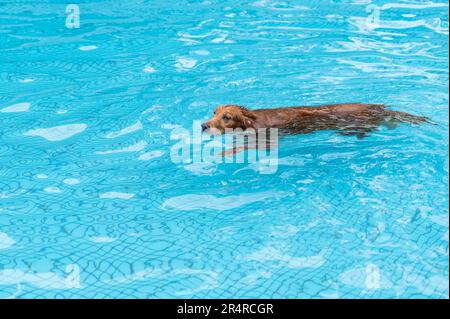 Golden Retriever nuotare e giocare in piscina Foto Stock