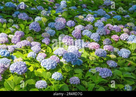 Un campo di Hydrangea Foto Stock