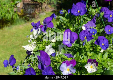 Issaquah, Washington, Stati Uniti. Vaso sospeso di pansys Foto Stock