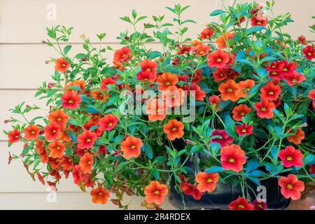 Issaquah, Washington, Stati Uniti. Piantatrice sospesa di Calibrachoa. Si tratta di piante erbacee con asse di germoglio legnoso che crescono annualmente o perenne. Foto Stock