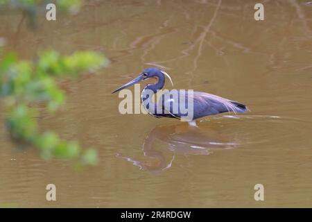 L'airone tricolore (Egretta tricolore) pesca a Galveston, Texas, USA Foto Stock