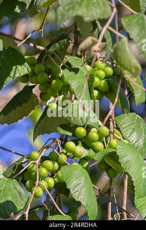 Vitis rotundifolia, o muscadina, nel Brazos Bend state Park, Texas Foto Stock