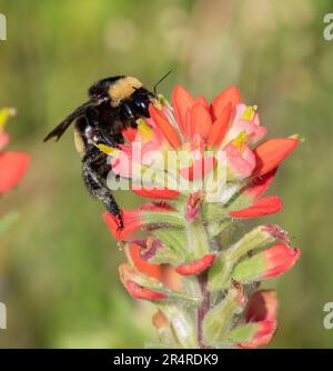 Bumblebee nutrirsi di fiori di pennelli indiani, Galveston, Texas Foto Stock