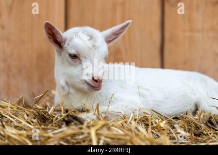 Il capretto bianco è sdraiato in paglia su uno sfondo di tavole di legno in una fattoria Foto Stock