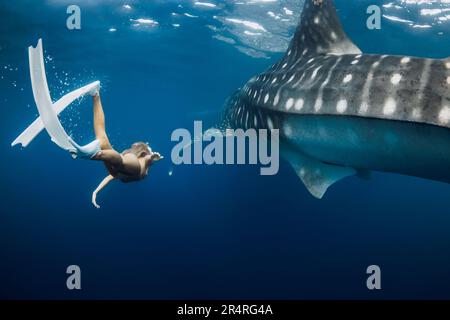 Giovane donna nuota con lo squalo balena nell'oceano blu profondo. Silhouette di squalo gigante sott'acqua e bella signora Foto Stock