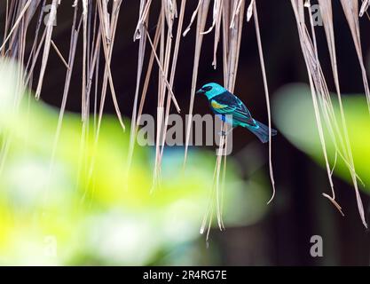 Tanager a collo blu (Tangara cyanicollis cianopygia), Mindo Cloud Forest, Ecuador. Foto Stock