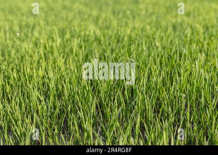 Piantine di riso pronte per essere trasferite nella risaia per la coltivazione del riso Foto Stock