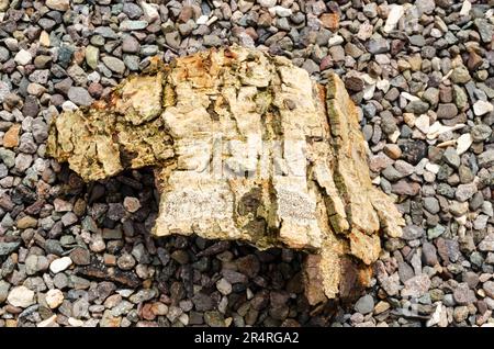 Lebbeck albero Bark Foto Stock
