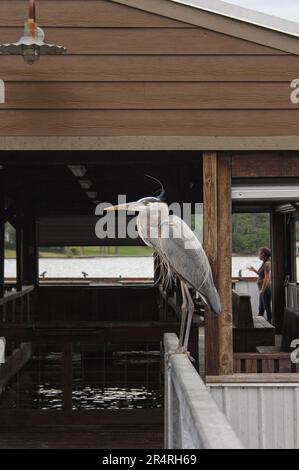 Blue Heron seduto sul molo in attesa di Pesce, Lago Tyler in East Tx Foto Stock