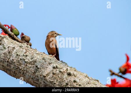 Stellatura dalla coda di castagno (Sturnia malabarica), chiamata anche stellatura dalla testa grigia e myna dalla testa grigia osservata a Gajoldaba nel Bengala Occidentale, India Foto Stock