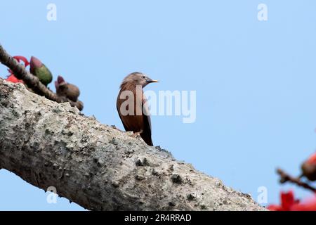 Stellatura dalla coda di castagno (Sturnia malabarica), chiamata anche stellatura dalla testa grigia e myna dalla testa grigia osservata a Gajoldaba nel Bengala Occidentale, India Foto Stock