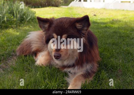 Un Lappdog finlandese, mandante renne presso i Lapps, riposa una donna in un giardino. Pronto per l'attività e il raffreddamento. Foto Stock