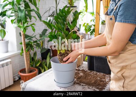 Ridare Zamioculcas succulente di pianta di casa overgrown con un grumo di radici e bulbo in nuova pentola più grande. Cura per la pianta in vaso, mani di donna in aprile Foto Stock