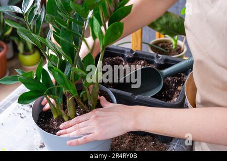 Ridare Zamioculcas succulente di piante domestiche cresciute in una nuova pentola più grande. Cura per la pianta in vaso, mani di donna in grembiule, mock up Foto Stock