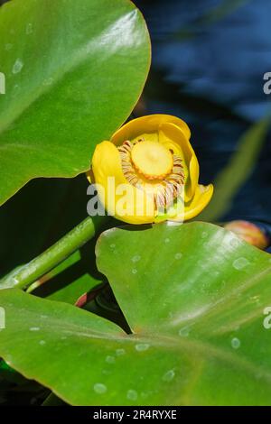 Niphar polisepala, grande giglio-stagno giallo, wokas, giglio di stagno di Montagne Rocciose, giglio di stagno, giglio-stagno, perenne acquatiche, fiori gialli Foto Stock