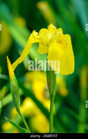 Iris pseudacoro, bandiera gialla, iride gialla, bandiera dell'acqua, iride dell'acqua, Acqua gialla Iris, pianta marginale con fiori gialli Foto Stock