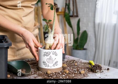 Repellendo un adenium succulente della pianta domestica in nuova pentola. Cura di una pianta in vaso, disposizione sul tavolo con terreno, pala, mani di donna in grembiule Foto Stock