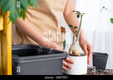 Repellendo un adenium succulente della pianta domestica in nuova pentola. Cura di una pianta in vaso, disposizione sul tavolo con terreno, pala, mani di donna in grembiule Foto Stock