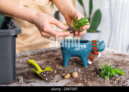 Repellendo una pianta domestica haworthia succulente in nuova pentola a forma di gatto. Cura di una pianta in vaso, le mani di una donna in un grembiule a casa negli interi Foto Stock