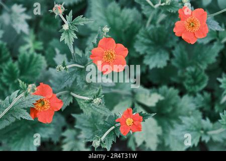 Estate sfondo floreale naturale. Fiori rossi luminosi di geum, Gravilat, avens su sfondo verde sfocato. Vista dall'alto. Messa a fuoco selettiva. Foto Stock