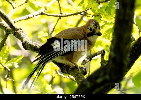 Il Jay ombreggiato in un bosco ombreggiato Foto Stock