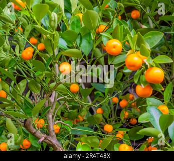Inquadratura completa di un aranciolo amaro con frutta Foto Stock