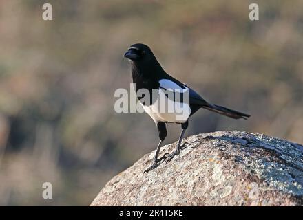 Eurasian Gazza (Pica pica melanotos) adulto permanente sulla roccia nella luce della sera Parque Natural Sierra de Andujar, Jaen, Spagna gennaio Foto Stock