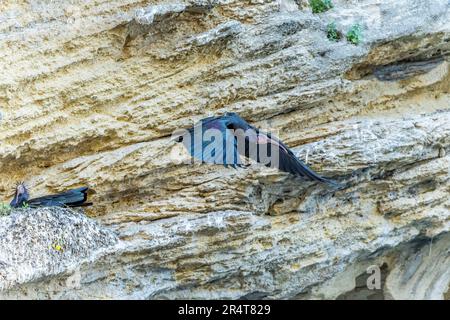 Bald ibis o Geronticus eremita, uccello pelecaniforme della famiglia Threskiornitidae Foto Stock