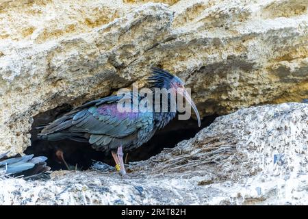 Bald ibis o Geronticus eremita, uccello pelecaniforme della famiglia Threskiornitidae Foto Stock