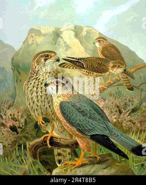 MERLIN Falco colombarius da un'illustrazione tedesca del 1905 Foto Stock