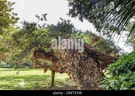 Un albero di quercia di Cork nel Giardino Inglese al Parco di Mount Edgcumbe nella Cornovaglia sud-orientale Foto Stock