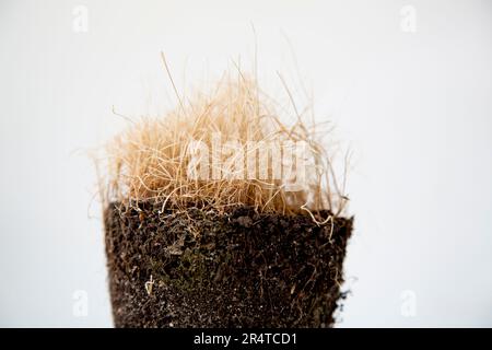 Un fiore morto nel terreno. Una pianta senza vita con radici in una terra fertile. Foglie secche di una pianta di casa. Foto Stock