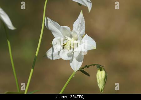 Primo piano fiore bianco di Aquilegia vulgaris (colombina europea, colombina comune, berretto di granny, cofano di granny). Famiglia Ranunculaceae. Foto Stock