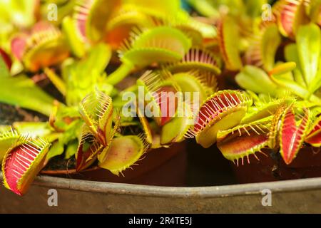 Una pianta carnivora conosciuta come Flytrap di Venere Foto Stock