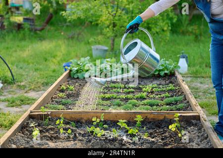 Donna annaffiatura orto con letti in legno con verdure giovani Foto Stock