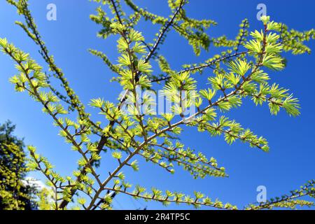 Rami e foglie di Pseudolarix amabilis, una conifere originaria della Cina. Foto Stock